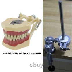 Frasaco AG3 Dental Typodont Model Mounting Pole 32PCS Teeth Replacement Screw-in